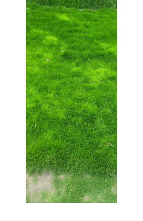 Nilgiri Grass Carpet At Rs Sq Ft In Greater Noida Id