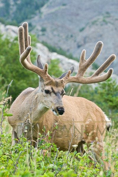 Mule Deer Buck Photographs — Tony Bynum Photography