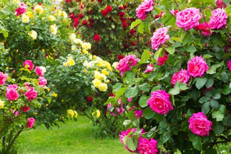 Rosen F R Den Garten Pflanzen Und Pflegen Haus Hof Garten