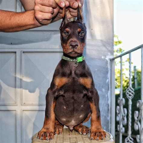 Doberman Pinscher Puppies For Sale Texas City TX 450113