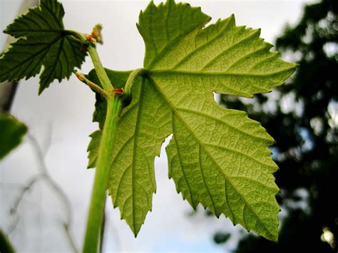 Article 178 Botany The Geometry Of Plants Part 1 Fibonacci