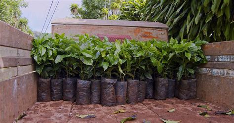 Multiple Coffee Plant Seedling At Coffee Plantation In Costa Rica By