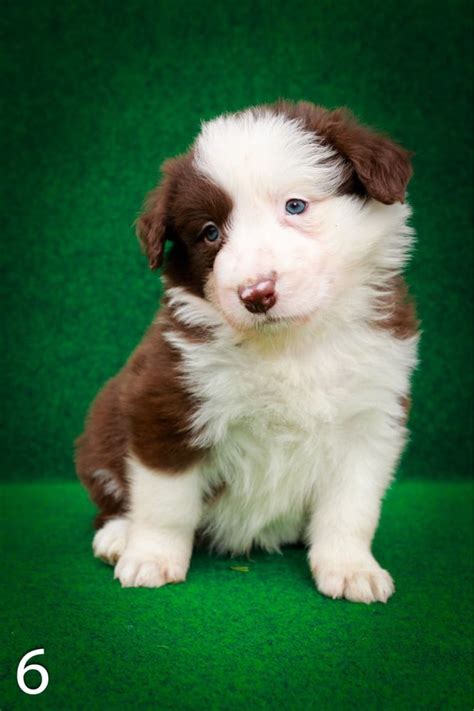 Border Collie Piesek Czekoladowy Brzeg Olx Pl