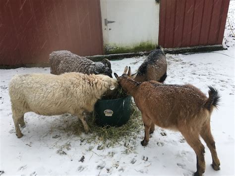 Keeping Sheep And Goats Together — Mossygoat Farm