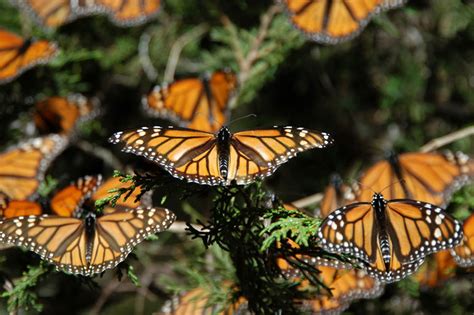 Santuarios De La Mariposa Monarca Playas Del Mundo