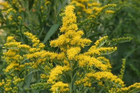 Types of Goldenrod: Exploring Stunning Varieties