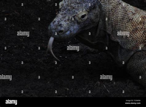 El dragón de Komodo Varanus komodoensis con la lengüeta bifurcada