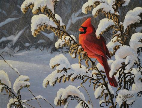 Cardinal In Snow Painting