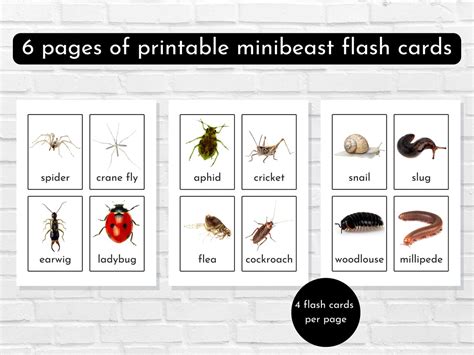 Insect Flash Cards Toddler Flash Cards Creepy Crawlies Etsy