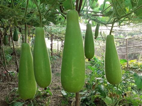 F1 Hybrid Evergreen Bottle Gourd Seeds হাইব্রিড বারোমাসি লাউ বীজ Seeds Mate