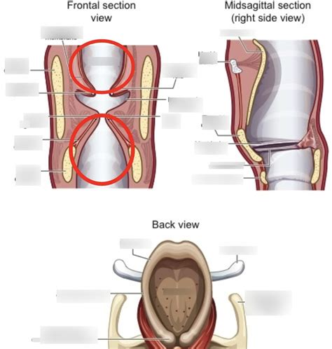 laryngeal cavity Diagram | Quizlet