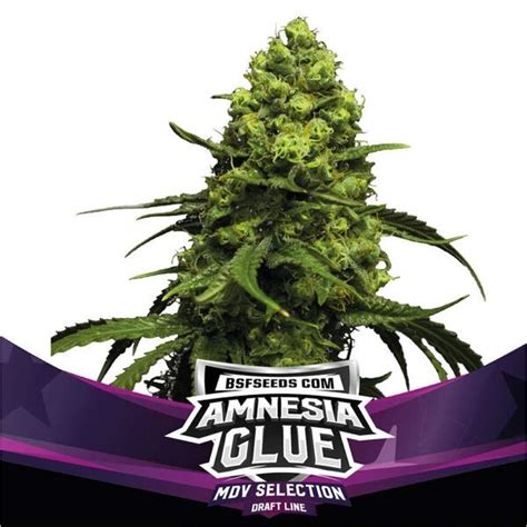 Bsf Seeds Amnesia Glue Indras Planet