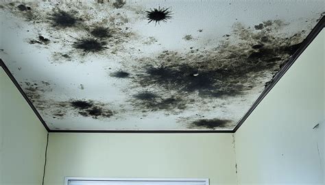 Dangerous Mold Florida Risks Prevention Tips