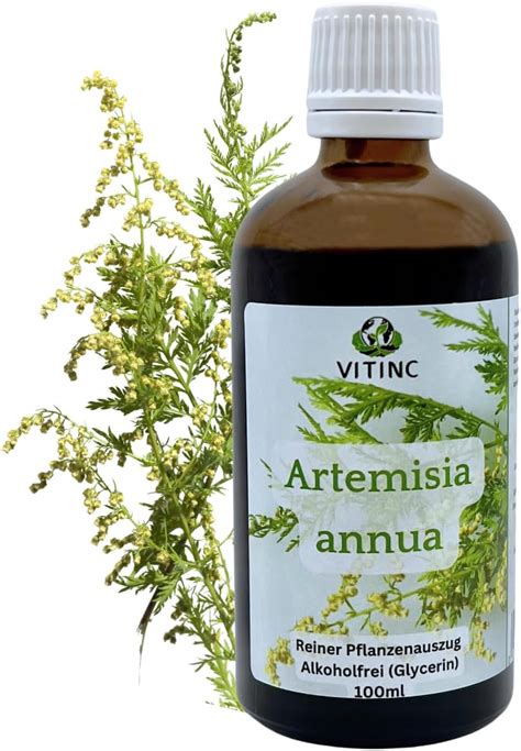 Artemisia Annua Einjähriger Beifuß Reiner Pflanzenauszug