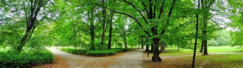 Beech forest Stock Photo by ©DarioStudios 14941131