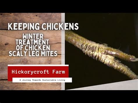 Keeping Chickens Winter Treatment Of Chicken Scaly Leg Mites YouTube