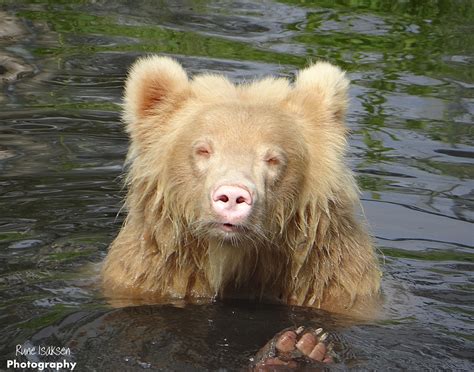 "Salt" - the albino brown bear by Rune Isaksen - Photo 41307226 / 500px