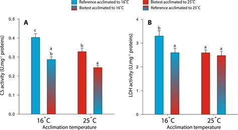 Enzymatic Activities Of Citrate Synthase And Lactate Dehydrogenase In