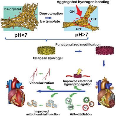 A Strongly Robust Chitosan Based Programmed Control Functional Hydrogel