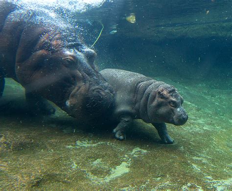 Hippos Underwater