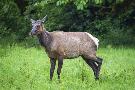 Roosevelt Elk Hoh Rainforest Meadow Olympic National Park Flickr