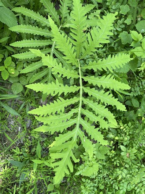 Sensitive Fern From Cincinnati Nature Center Milford Oh Us On June