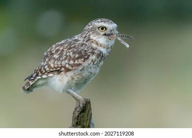 Grasshopper Owl Images Stock Photos Vectors Shutterstock