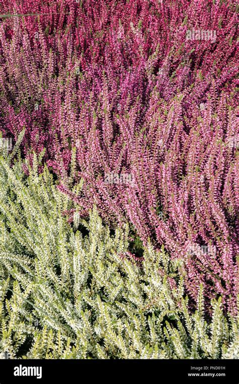 Common Heather Calluna Vulgaris Colorful Garden Cultivars Stock Photo