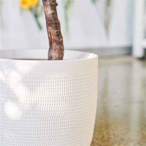 Hamilton Seeding Eucalyptus Gum Tree with Ceramic Pot - Artificial