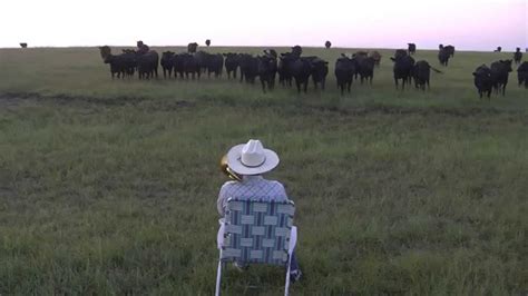 Serenading the cattle with my trombone (Lorde - Royals) - YouTube