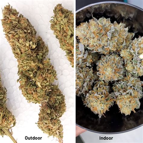 Indoor Vs Outdoor Cannabis Visual Guide Dutch Passion