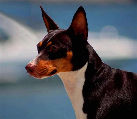 Standard Rat Terriers Rat Terriers Terrier Aqha Horses