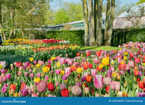 As Tulipas Coloridas Super Florescem No Keukenhof Famoso Foto De Stock