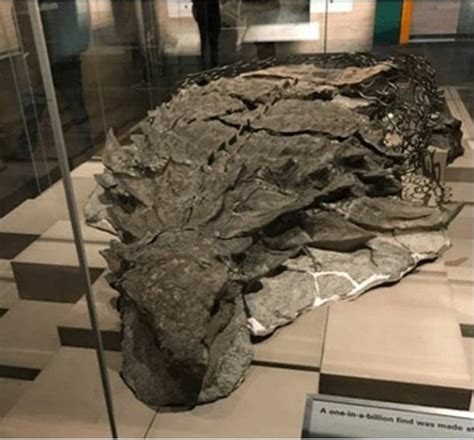 110 Million Year Old Nodasaur Fossil With Even Some Skin Intact It Was