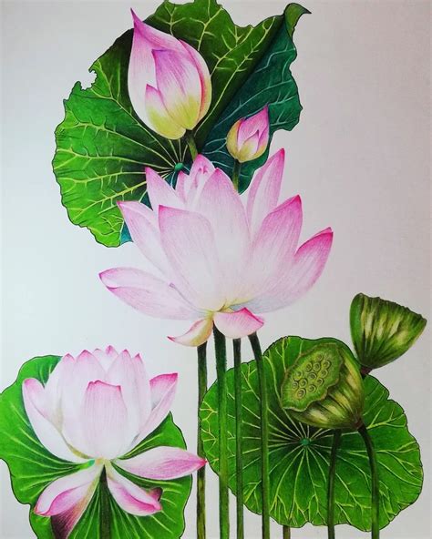 Realistic Lotus Drawing Colour Pencil Lotus Drawing Art Sketches Doodles Drawings