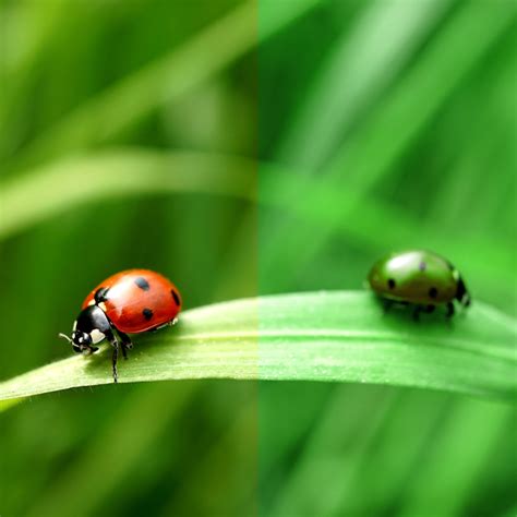 Wie Bunt Ist Ostern Mit Einer Rot Gr N Schw Che Thealoz Duo