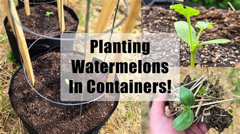 Growing Watermelons In Containers Easy Trellis Container Size