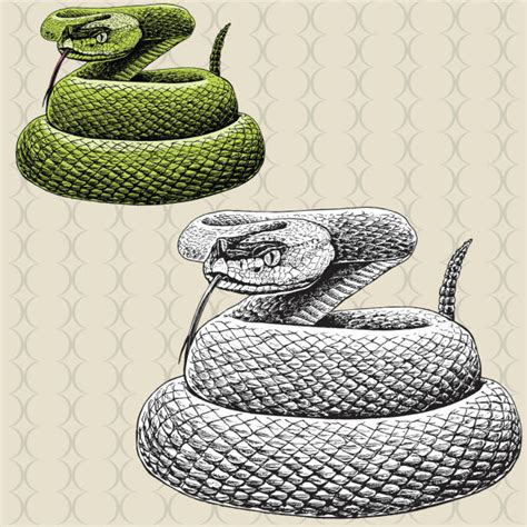 Royalty Free Rattlesnake Clip Art Vector Images And Illustrations Istock