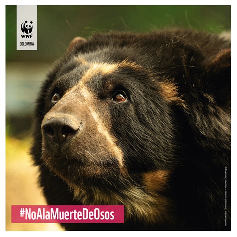 Las Claves Del Oso De Anteojos Wwf