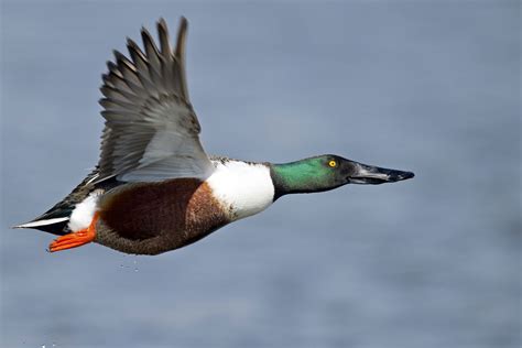 Northern Shoveler Bird Britannica