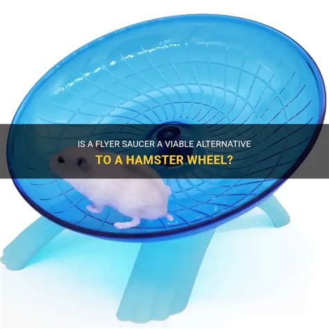 flyer saucer  viable alternative   hamster wheel petshun