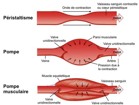 Physiologie Cardiaque Karteikarten Quizlet