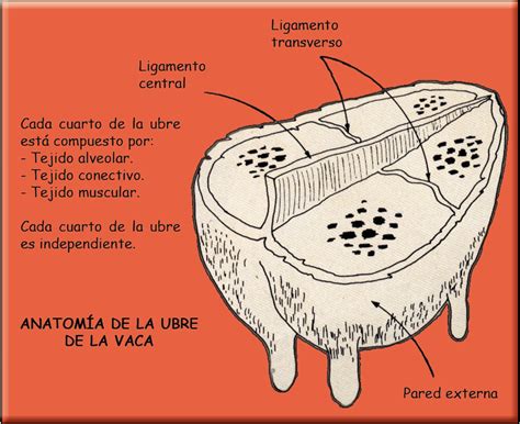 Íntimo espíritu Clavijas anatomia de la ubre de la vaca Dental alabanza