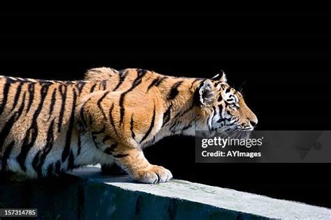 Siberian Tiger Prey Photos and Premium High Res Pictures - Getty Images