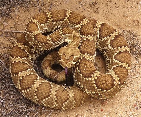 Mojave Rattlesnake from San Bernardino County, CA, USA on April 28, 2019 at 03:01 PM by Brian J ...