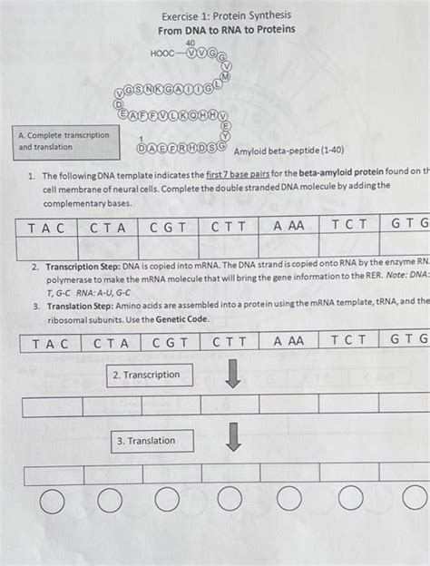 [solved] Exercise 1 Protein Synthesis From Dna To Rna To