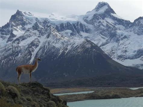 Torres Del Paine Full Day Panoramic Tour Getyourguide