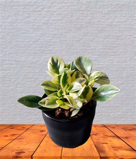 Peperomia Variegada En Maceta Negra Cm Jardin Pe