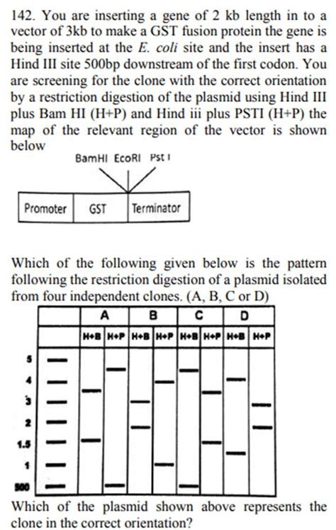 Solved You Are Inserting A Gene Of Kb Length In To A Chegg