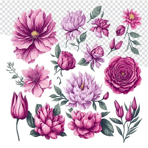 Ensemble De Fleurs Roses à L aquarelle Illustration Vectorielle D un